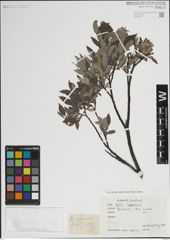 Foto von Salix lapponum L.